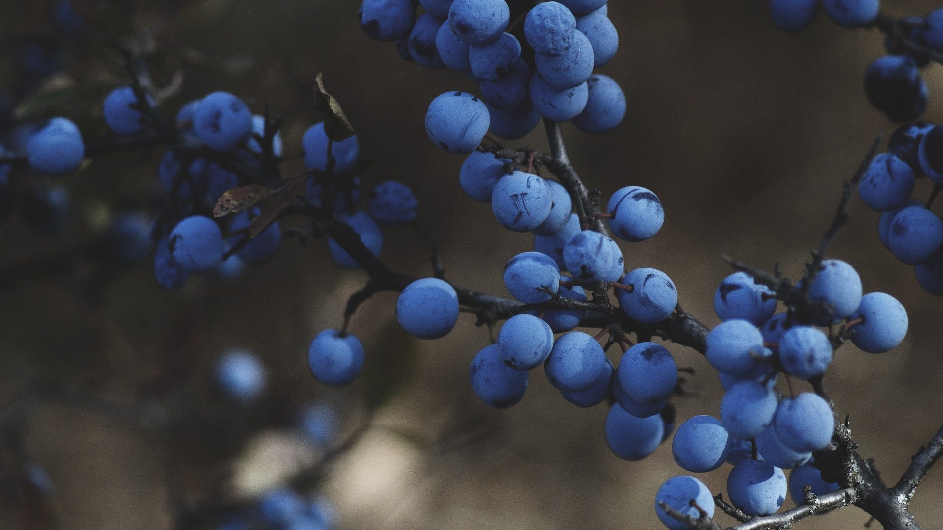 blueberries-1031221_1920