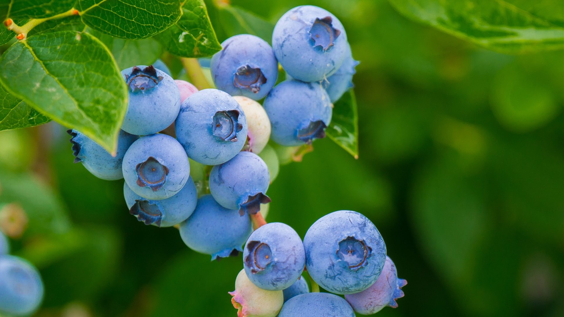 blueberries-3548239_1920
