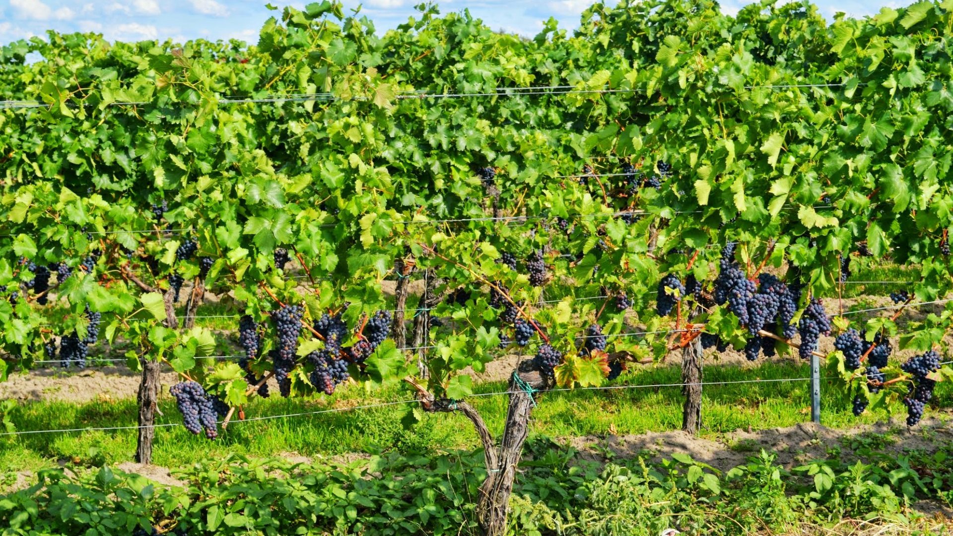 vineyard grapes-453107